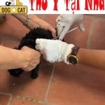 Dịch Vụ Tiêm Phòng Chó Mèo Tại Nhà ở Hà Nội