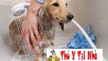 Khi nào thì nên tắm cho chó