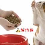 Tẩy giun cho chó và Phương pháp cho chó uống thuốc dễ dàng