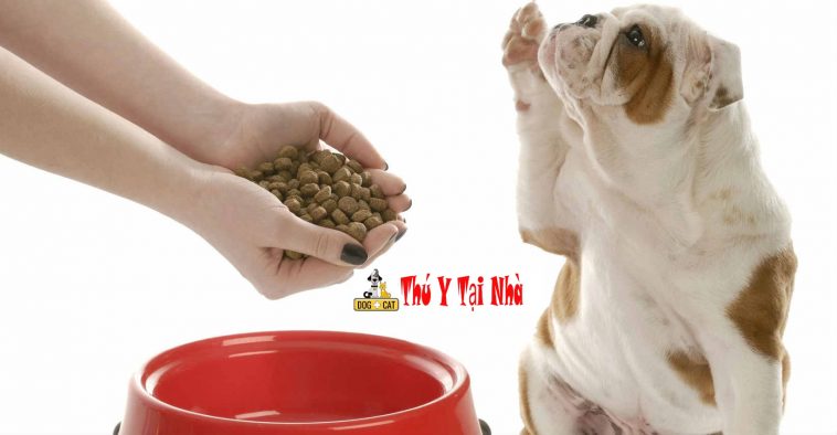 Tẩy giun cho chó và Phương pháp cho chó uống thuốc dễ dàng