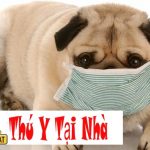 Bệnh viêm phổi ở chó