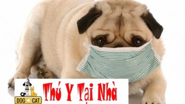 bệnh viêm phổi ở chó