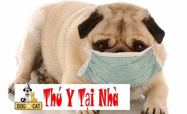 bệnh viêm phổi ở chó