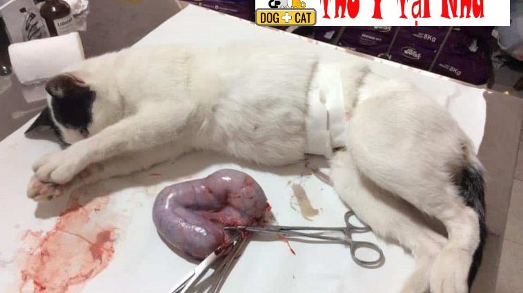 dịch vụ triệt sản cắt tai cắt đuôi chó mèo