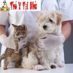 Bảng giá khám chữa chăm sóc bệnh thú y chó mèo tại nhà