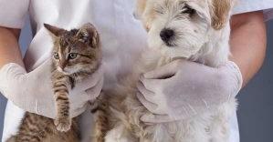 Bảng giá khám chữa chăm sóc bệnh thú y chó mèo tại nhà
