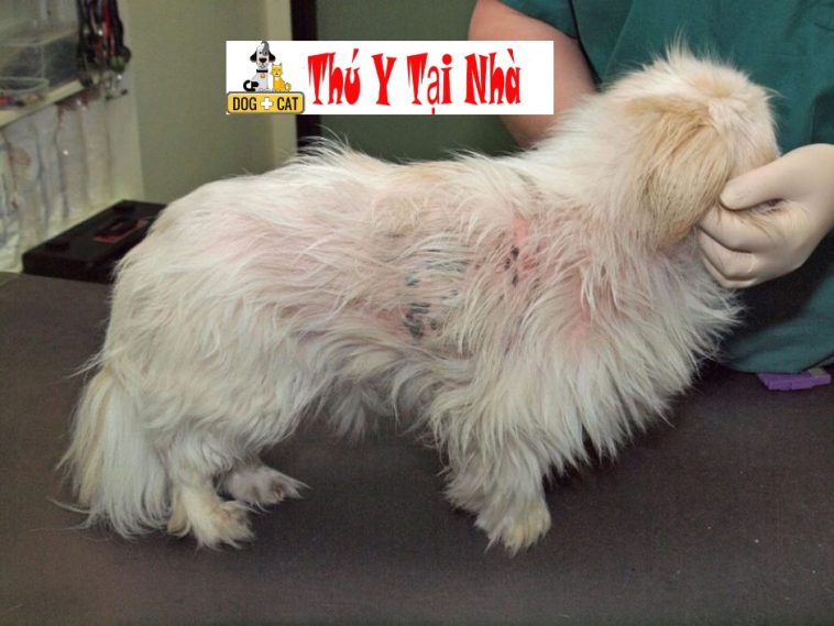 Dịch vụ chữa bệnh ghẻ , viêm da , demodex, ve, rận sùi mào gà và các bệnh ngoài da ở chó mèo tận nhà