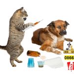 Lịch tẩy giun, tiêm phòng chó mèo đúng tại Việt Nam