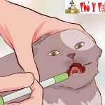 cách chữa trị bệnh tiêu chảy ở mèo con và trưởng thành