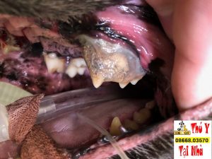tác hại nghiêm trọng của việc không lấy cao răng cho chó mèo định kỳ