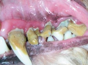 hình ảnh chó mèo bị cao răng nghiêm trọng