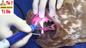 các bác sĩ đang tiến hành lấy cao răng cho chó mèo