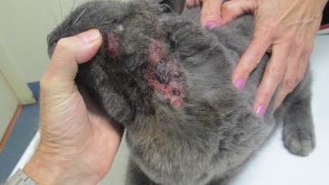 Chó Mèo bị nấm ghẻ viêm da rụng lông chữa như nào cho mau khỏi