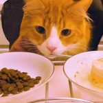 Top 10 loại thức ăn ưa thích phổ biến dành cho mèo