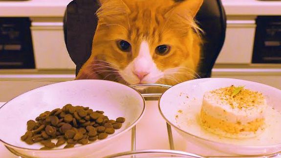 top 5 loại thức ăn hạt khô phổ biến dành cho mèo